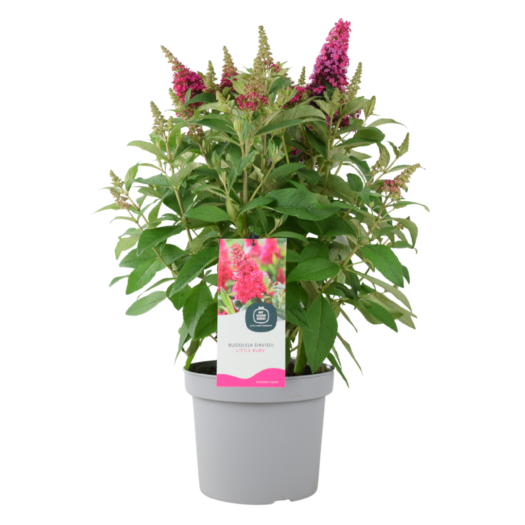 Butterfly Bush Little Ruby – 5L Pot – Compact Buddleja for Pollinator Gardens Plants By Post