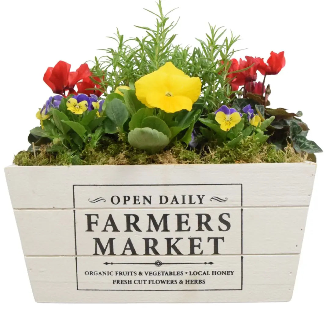 Seasonal Farmers Market White Wooden Trough with Mixed Plants – Moss Finish Planter Plants By Post