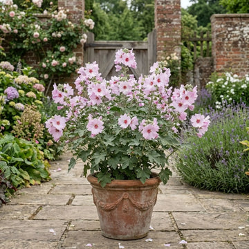 Lavatera Barnsley Baby Hardy Flowering Shrub Plant 17cm Pot 2L The Rose Press Garden