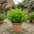 Griselinia Littoralis 'New Zealand Broadleaf' Evergreen Hedging 2L Pot The Rose Press Garden