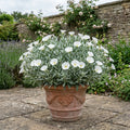 Convolvulus Cneorum Silver Bush Hardy Evergreen Shrub Plant 17cm Pot 2L Plants By Post
