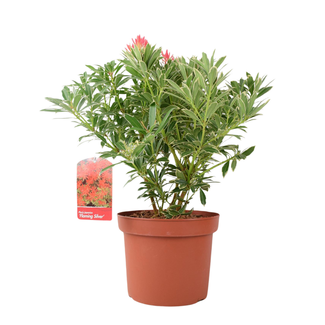 Pieris ‘Flaming Silver’ – Evergreen Shrub in 5L Pot, Colourful Foliage & Spring Flowers Plants By Post