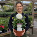 Dahlia Maggiore White 3L Pure White Dahlia
