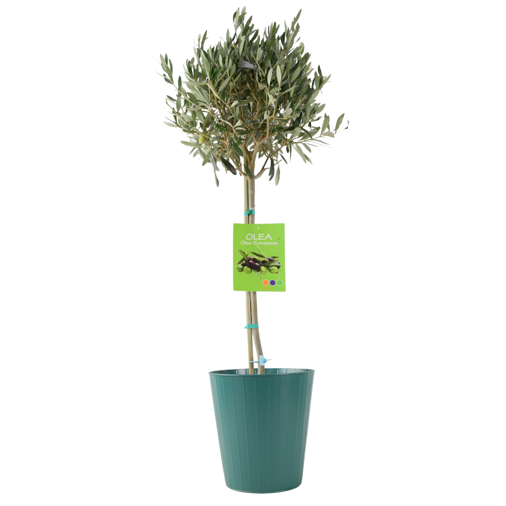 Olive Tree - 90/100cm Tall - Mediterranean Charm for Your Garden Plants By Post UK