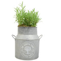 Rosemary in a Milk Churn with Moss Finish – Rustic Herb Garden Plant plants by post