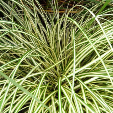 Carex 'Evergold' Japanese Sedge Golden Variegated Evergreen Ornamental Grass 2L Pot The Rose Press Garden