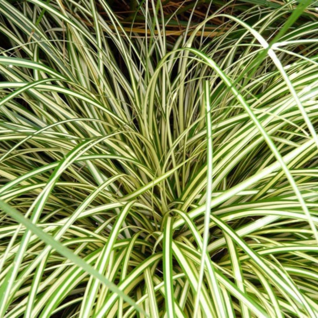 Carex 'Evergold' Japanese Sedge Golden Variegated Evergreen Ornamental Grass 2L Pot The Rose Press Garden
