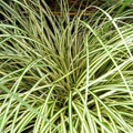 Carex 'Evergold' Japanese Sedge Golden Variegated Evergreen Ornamental Grass 2L Pot The Rose Press Garden