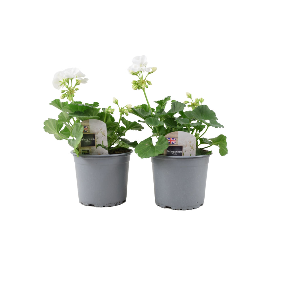 Zonal Geranium Upright Mixed Colours – Set of 2 x 1L Potted Plants Plants By Post