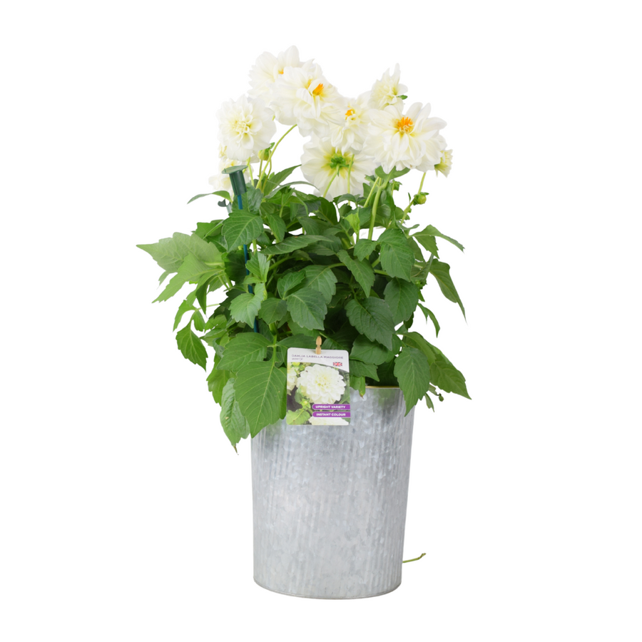 Dahlia Labella Maggiore White – 3.2L Pot – Prolific White Patio Dahlia Plants By Post