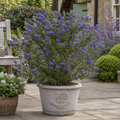 Ceanothus 'Puget Blue' California Lilac Intense Blue Evergreen Shrub 2L Pot The Rose Press Garden