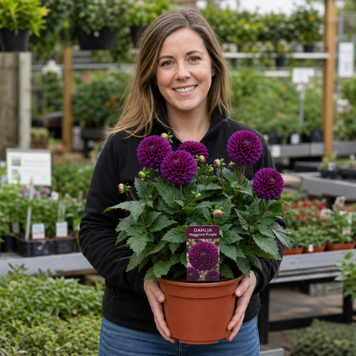 Dahlia Maggiore Purple 3L  Deep Purple Dahlia
