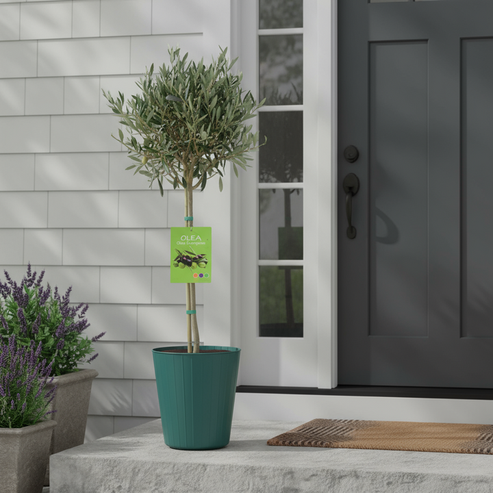 Olive Tree - 90/100cm Tall - Mediterranean Charm for Your Garden Plants By Post UK