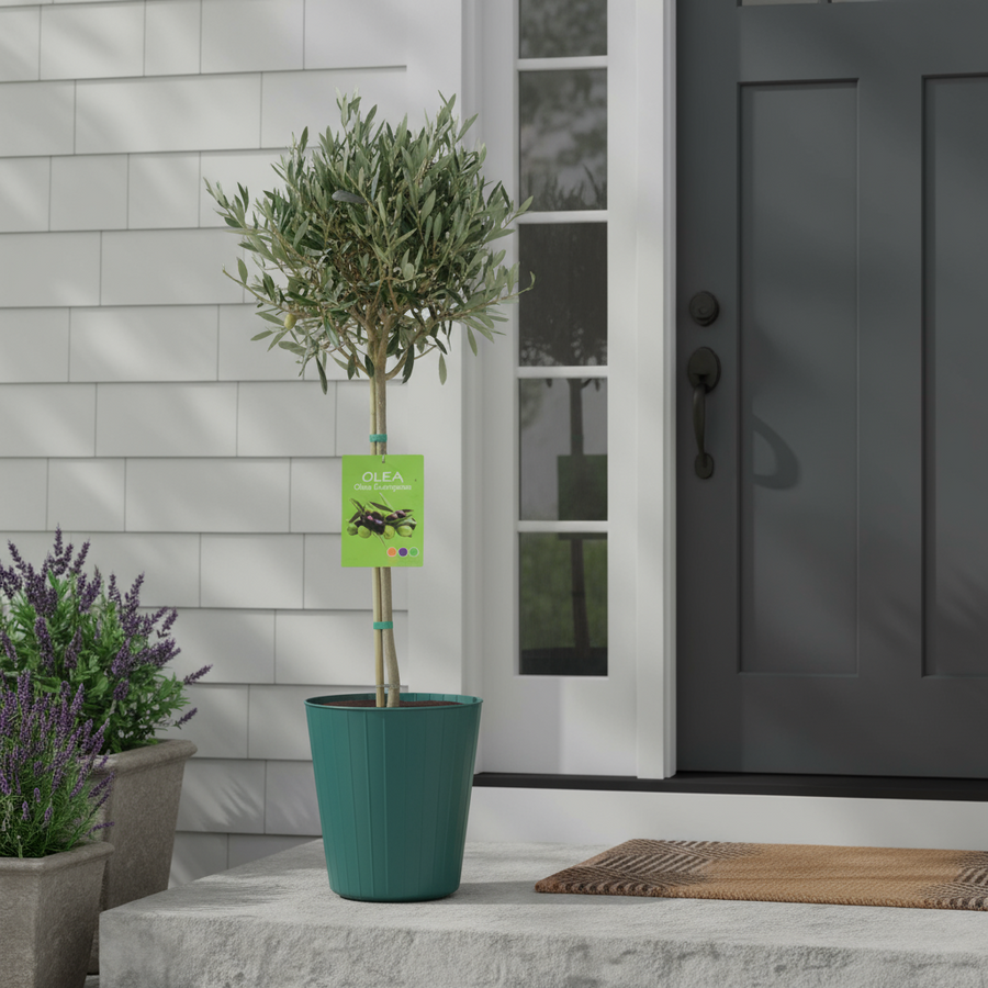 Olive Tree - 90/100cm Tall - Mediterranean Charm for Your Garden Plants By Post UK