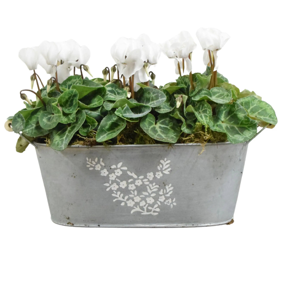 Floral Design Trough with Cyclamen – Wooden Handles & Moss Top Plants By Post