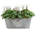 Floral Design Trough with Cyclamen – Wooden Handles & Moss Top Plants By Post