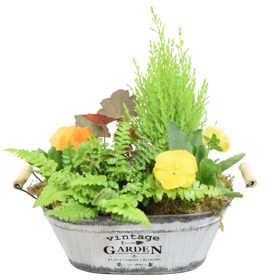 Seasonal Vintage Garden Metal Trough with Mixed Plants – Moss Finish Planter Plants By Post