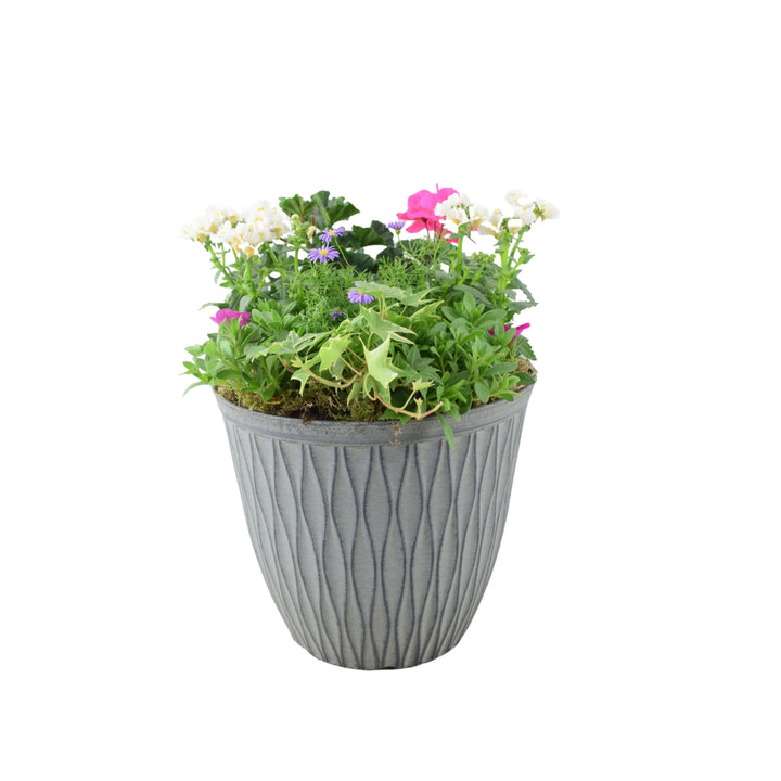 Vibrant Seasonal Planted Container – 26cm Decorative Outdoor Planter with Seasonal Flowers Plants By Post
