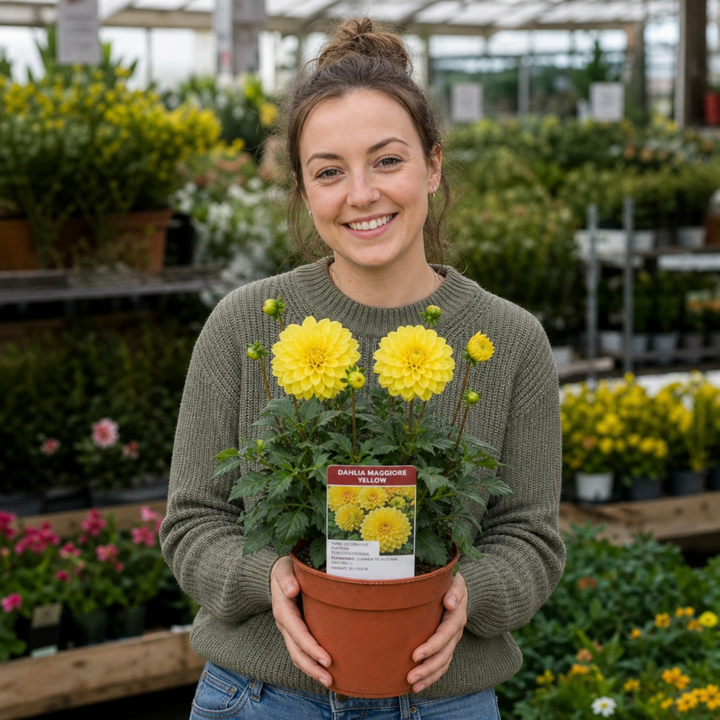 Dahlia Maggiore Yellow 3L  Golden Yellow Dahlia