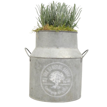 Lavender in a Milk Churn with Moss Finish plants by post