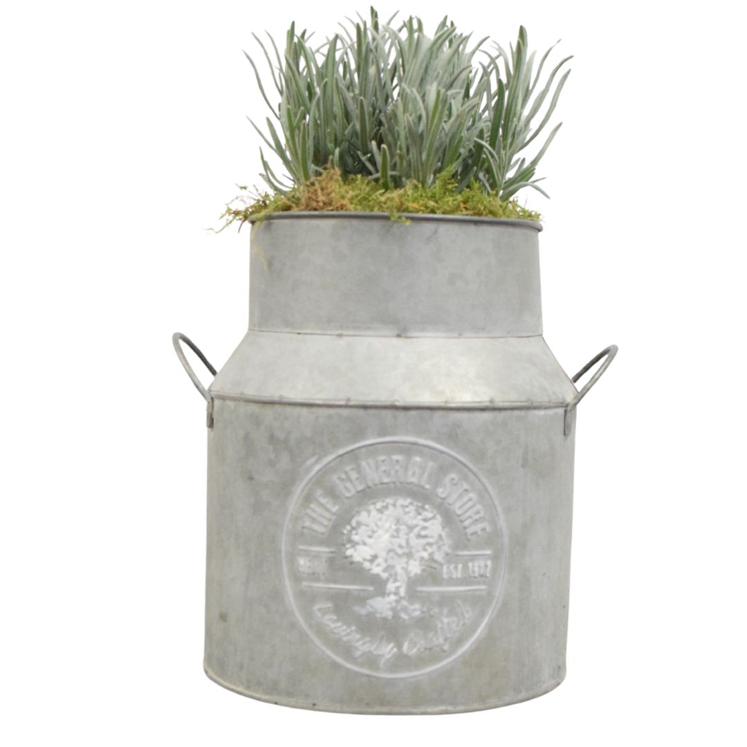 Lavender in a Milk Churn with Moss Finish plants by post