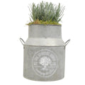 Lavender in a Milk Churn with Moss Finish plants by post
