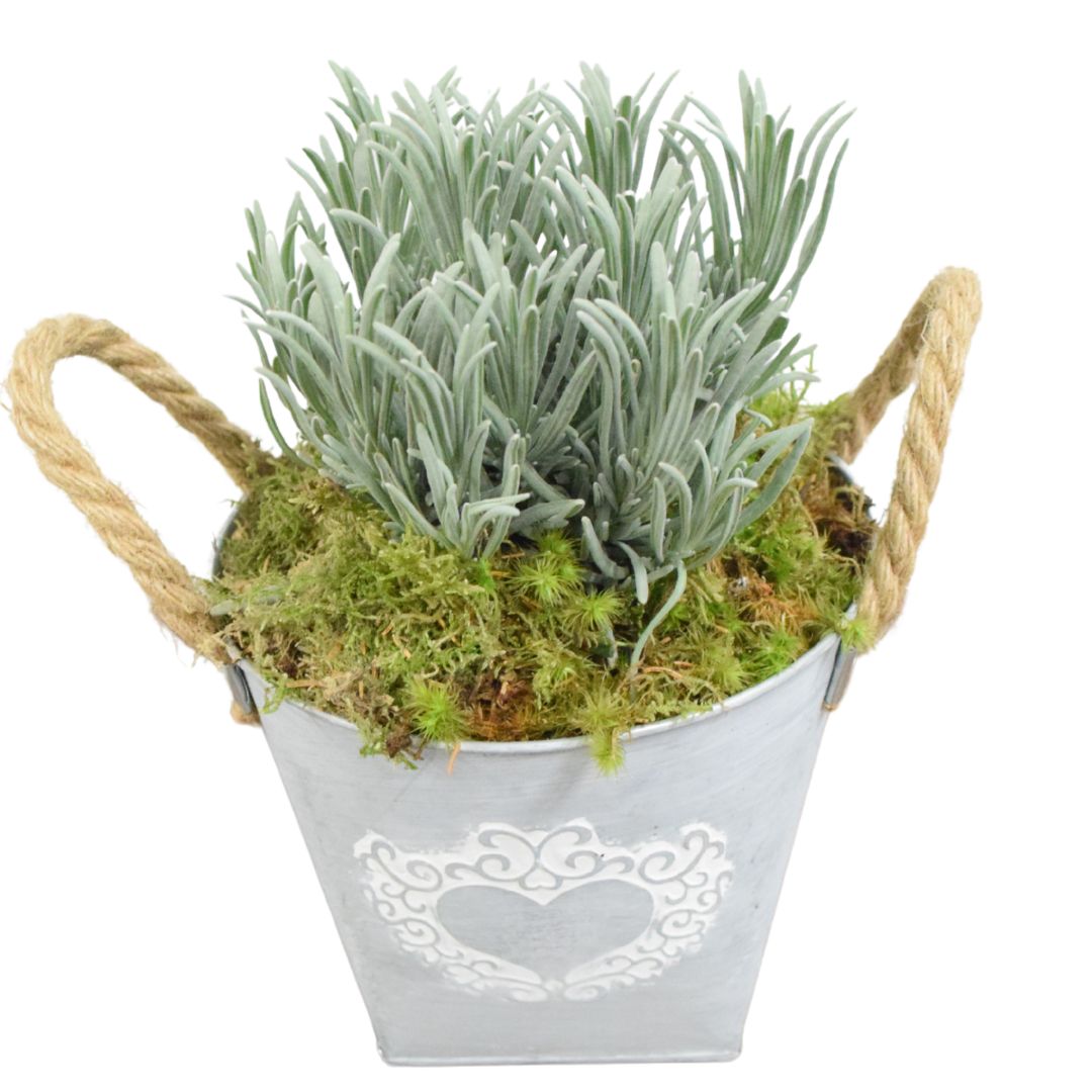 Lavender in Heart Logo Tin with Moss Rim – Pre-Planted Garden Container Plants By Post