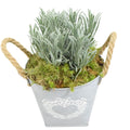 Lavender in Heart Logo Tin with Moss Rim – Pre-Planted Garden Container Plants By Post