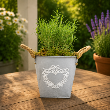 Rosemary in Heart Logo Tin with Moss Rim – Aromatic Herb Plant Gift Plants By Post