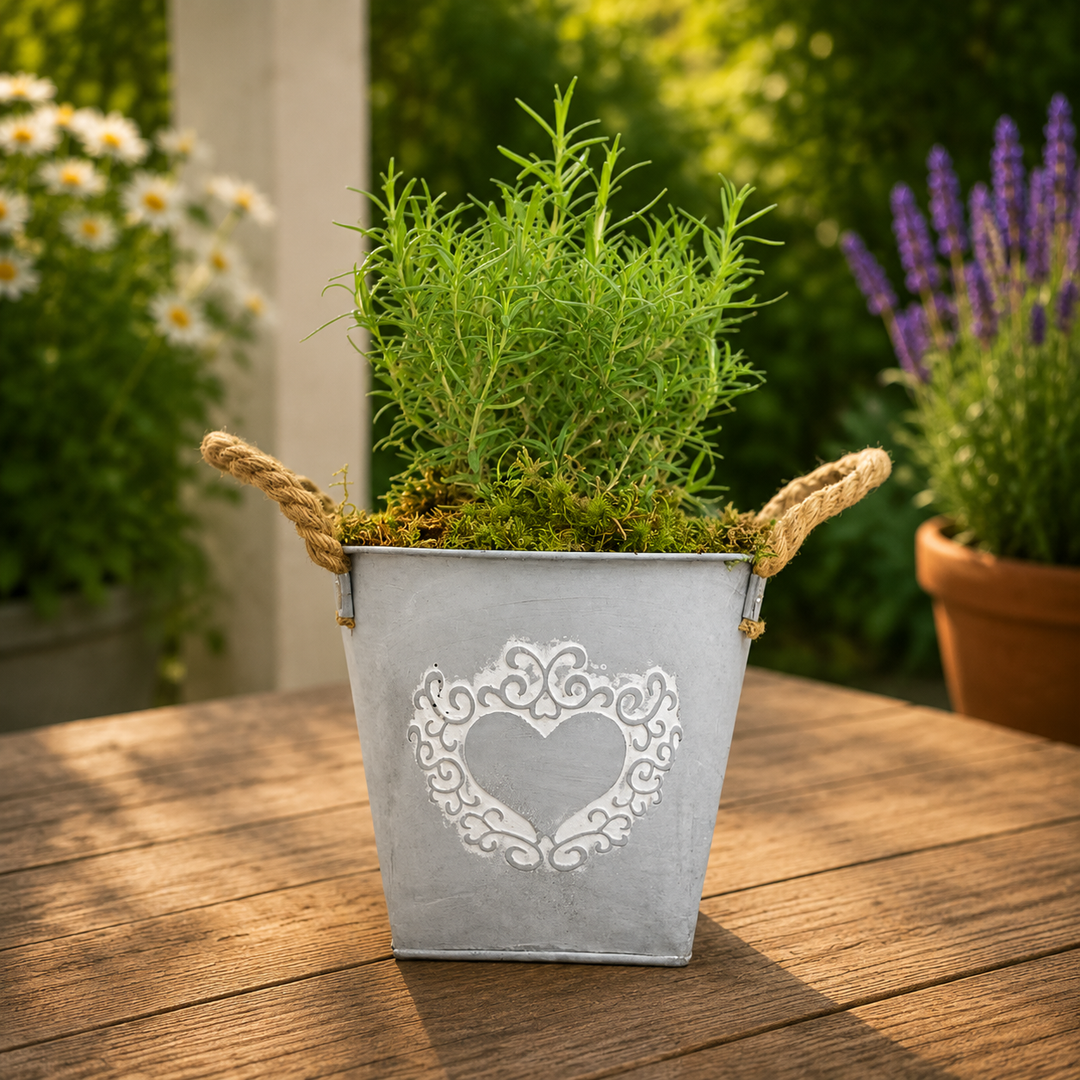 Rosemary in Heart Logo Tin with Moss Rim – Aromatic Herb Plant Gift Plants By Post