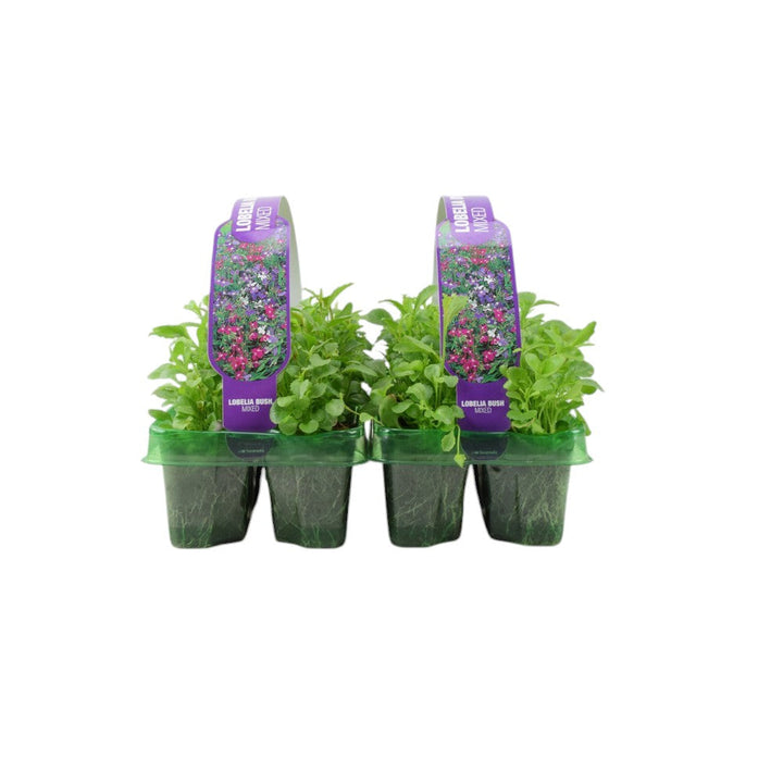 Lobelia Bush Mixed 6 Pack x 2 - 12 Plants Vibrant Colour Ready to Plant plants by post