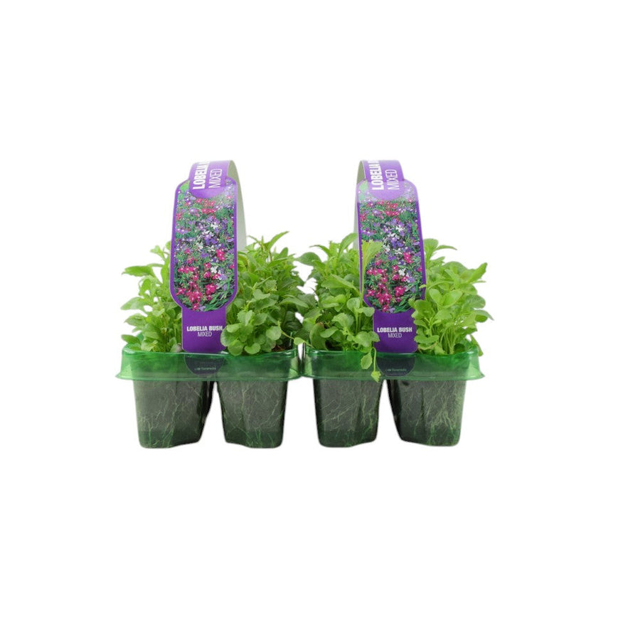 Lobelia Bush Mixed 6 Pack x 2 - 12 Plants Vibrant Colour Ready to Plant plants by post
