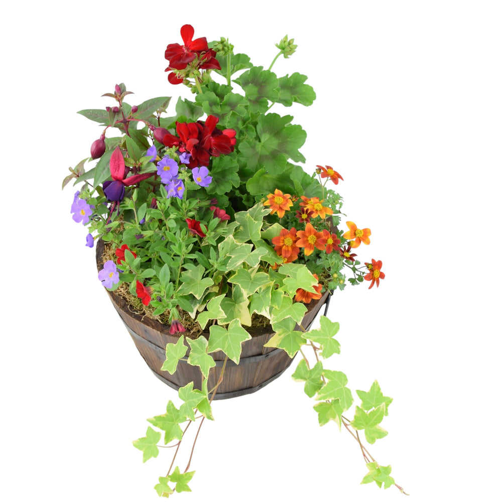 Seasonal Planted Wooden Barrel – 30cm Rustic Outdoor Planter with Mixed Seasonal Flowers Plants By Post