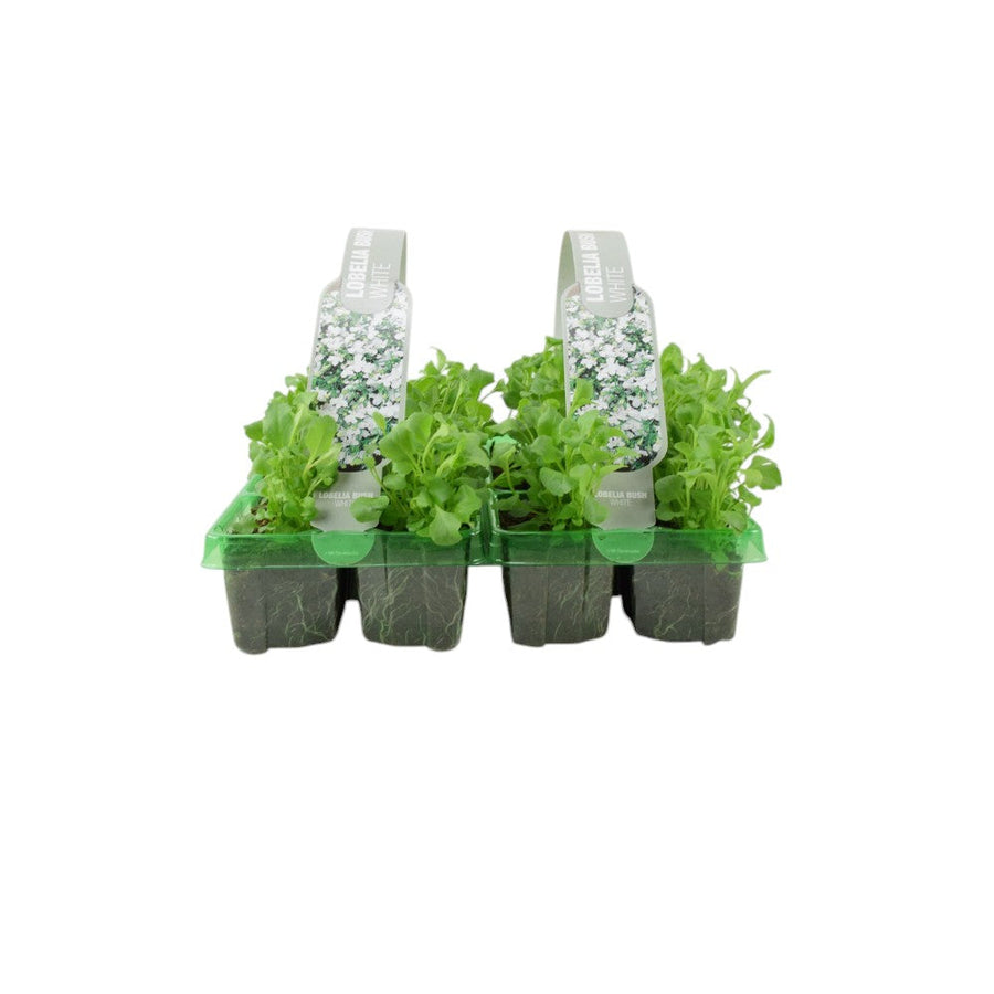 Lobelia Bush White 6 Pack x 2 - 12 Plants Elegant Summer Blooms Ready to Plant plants by post