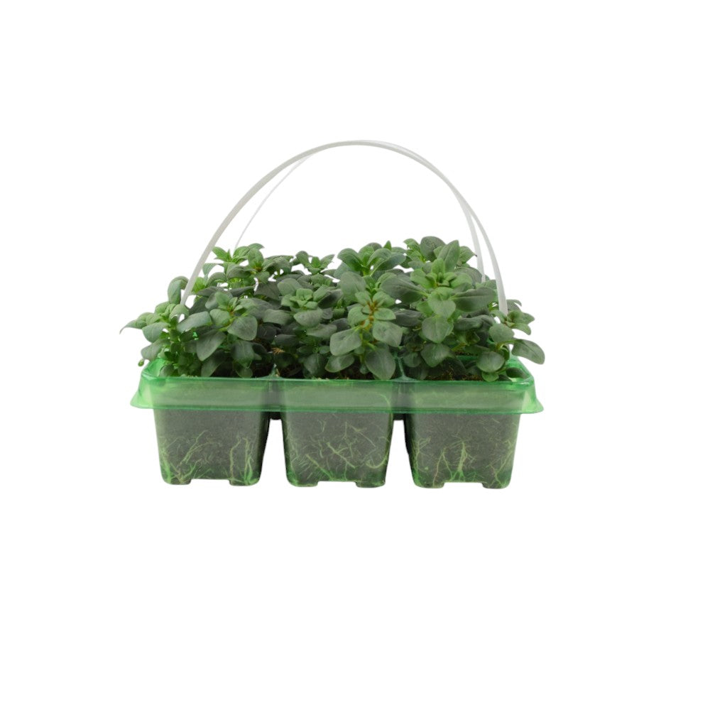 Antirrhinum Mixed 6 Pack x 2 - 12 Plants plants by post