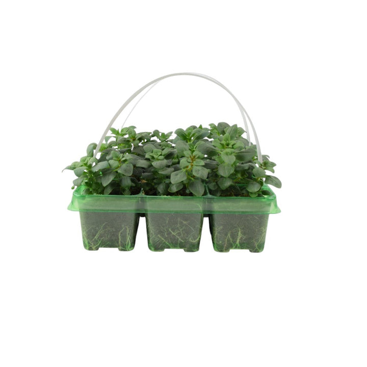 Antirrhinum Mixed 6 Pack x 2 - 12 Plants plants by post