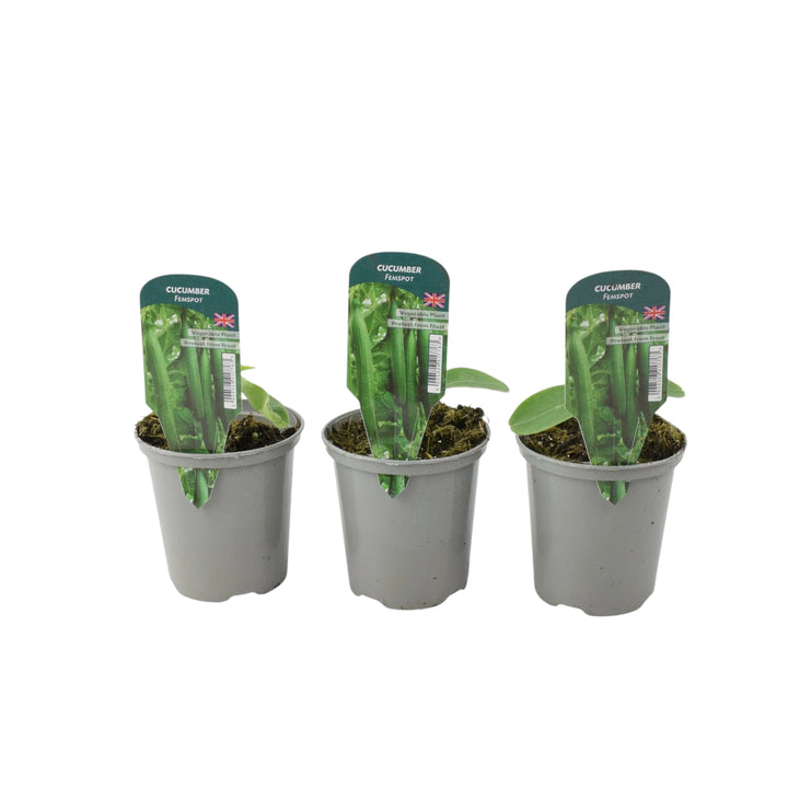 Cucumber Femspot Plants in 9cm Pots x 3 – British Grown Greenhouse Cucumber Plants plants by post