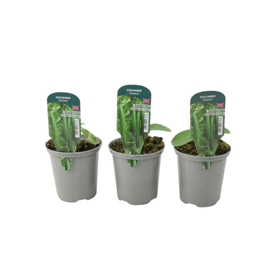 Cucumber Femspot Plants in 9cm Pots x 3 – British Grown Greenhouse Cucumber Plants plants by post