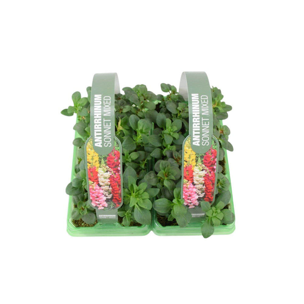 Antirrhinum Mixed 6 Pack x 2 - 12 Plants plants by post