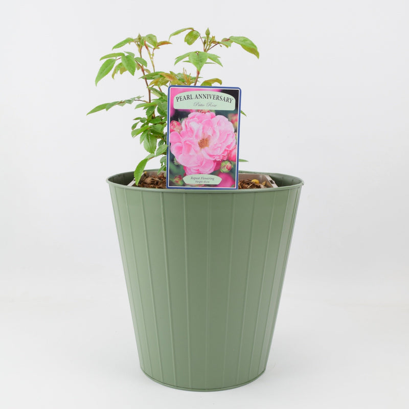 Rose Pearl Anniversary Bush 5.5L