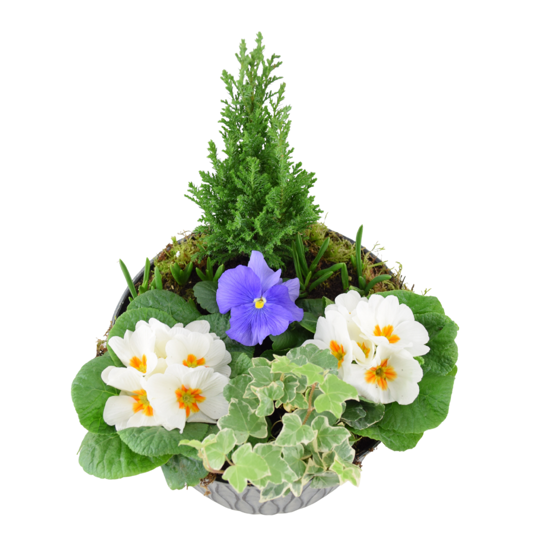 Vibrant Seasonal Planted Container – 26cm Decorative Outdoor Planter with Seasonal Flowers Plants By Post