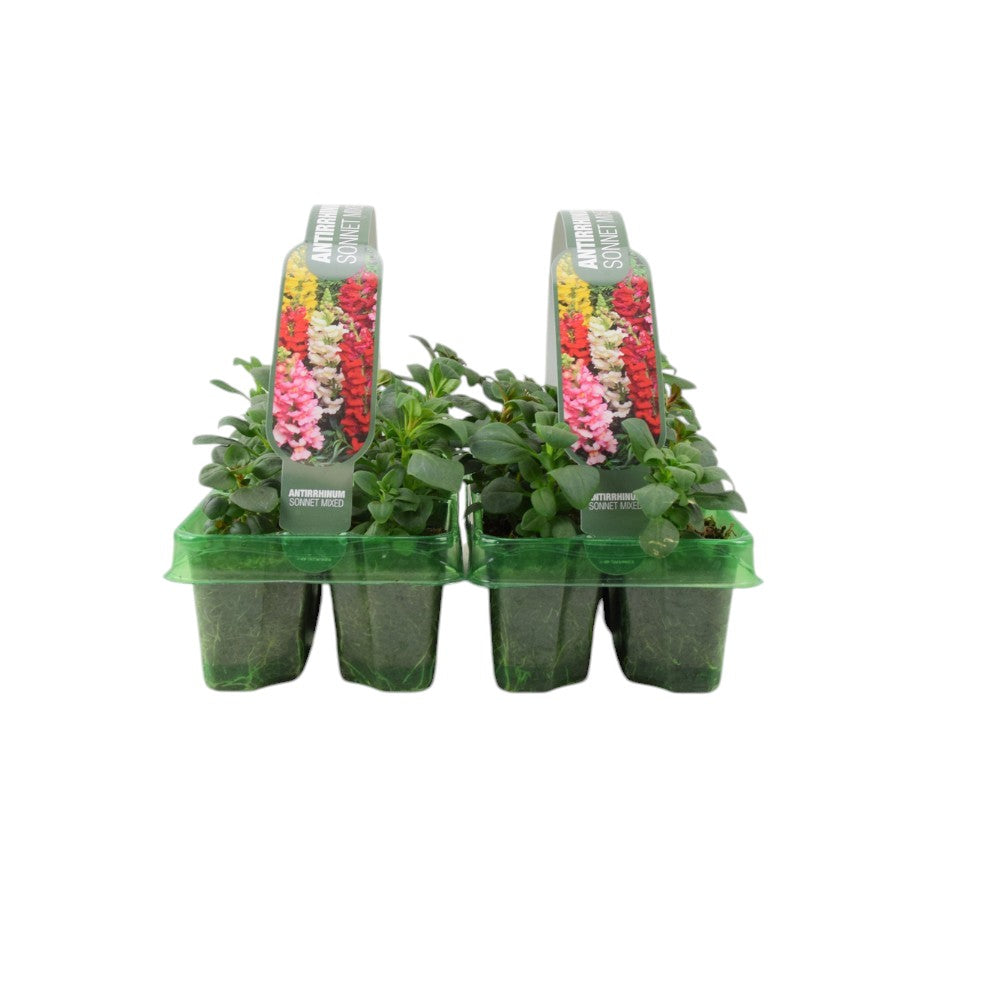 Antirrhinum Mixed 6 Pack x 2 - 12 Plants plants by post