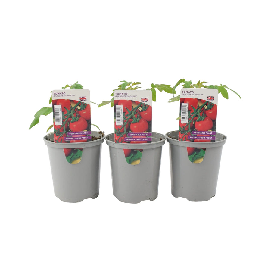 Tomato Gardeners Delight 9cm Pots x 3 plants by post