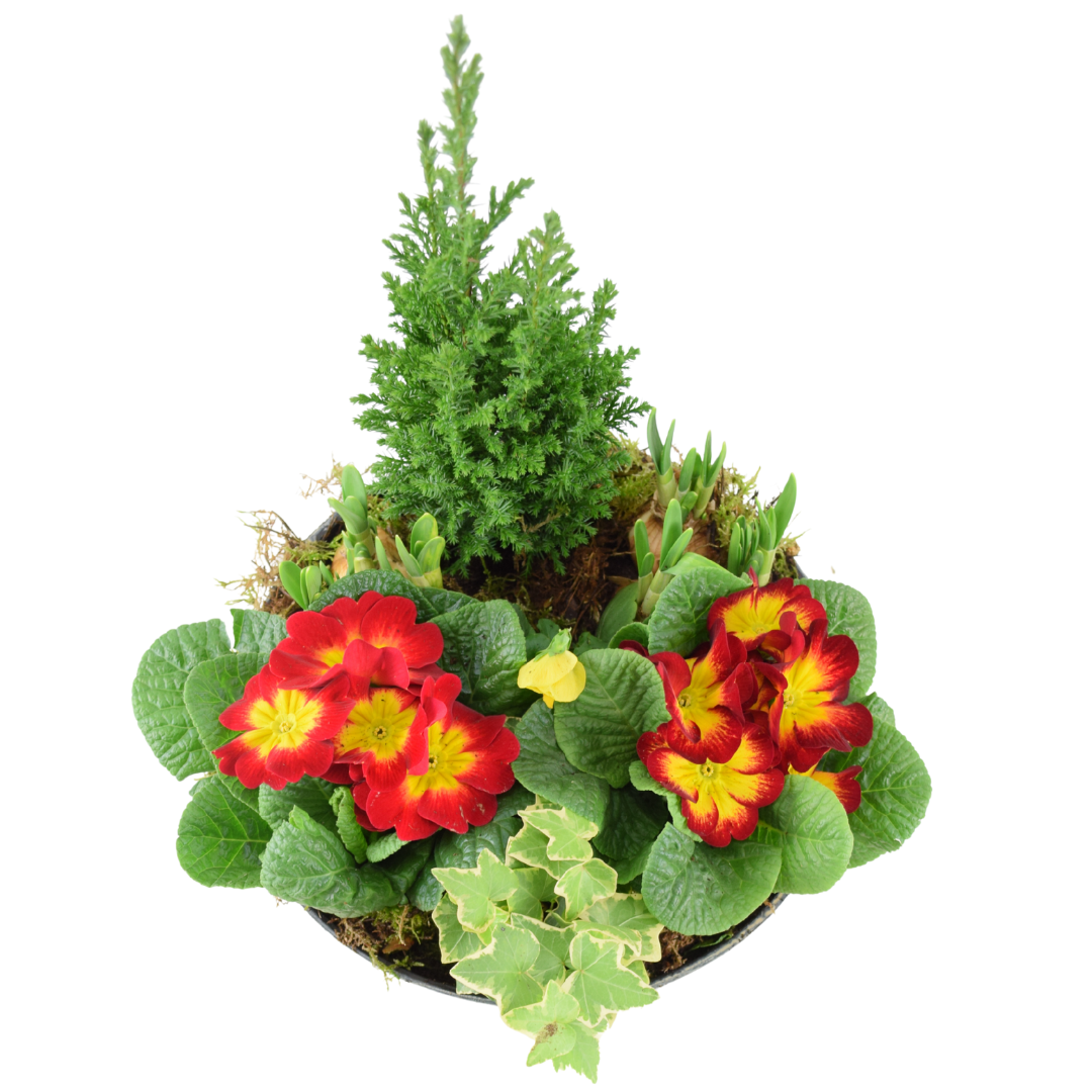 Vibrant Seasonal Planted Container – 26cm Decorative Outdoor Planter with Seasonal Flowers Plants By Post