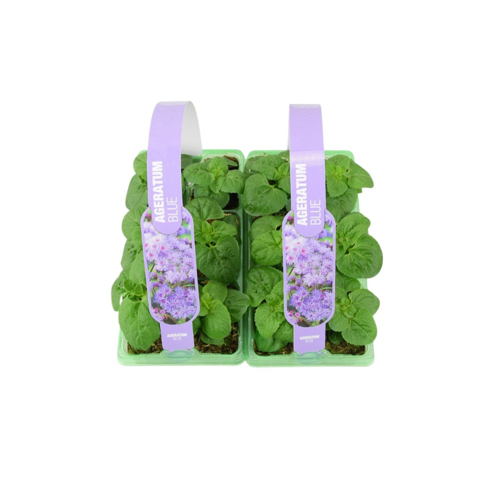 Ageratum Blue 6 Pack x 2 - 12 Plants Soft Blue Blooms for Summer plants by post