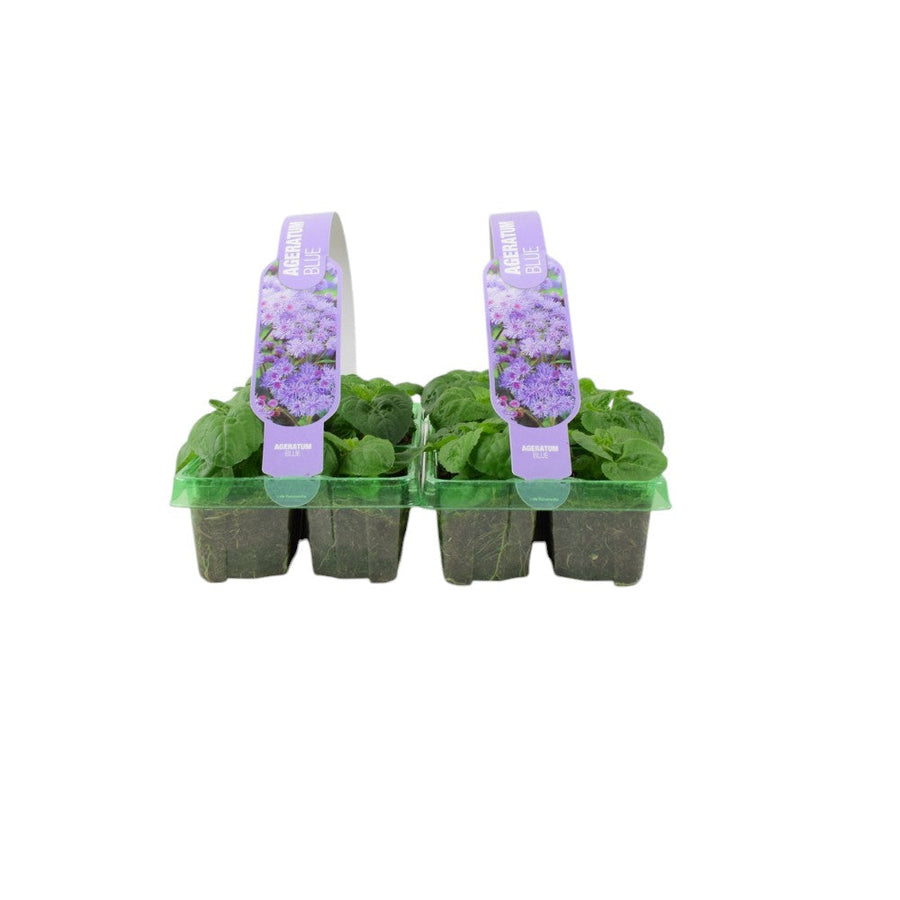 Ageratum Blue 6 Pack x 2 - 12 Plants Soft Blue Blooms for Summer plants by post