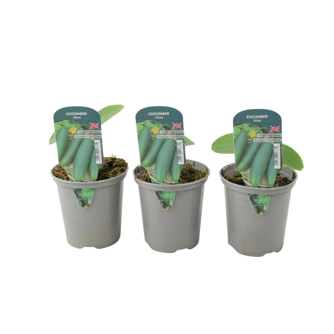 Cucumber Mini 3 Pack - British Grown Mini Cucumber Plants plants by post