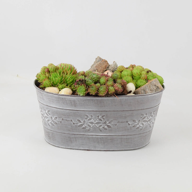 Sempervivum Leafy Vine Trough Planter