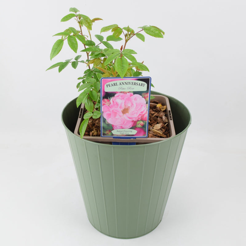 Rose Pearl Anniversary Bush 5.5L
