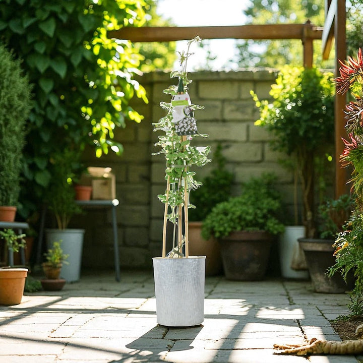 Jasminum Officinale – 3 L Pot – Fragrant White cluster Climbing Jasmine plants by post